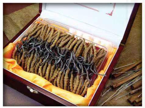 格尔木冬虫夏草回收